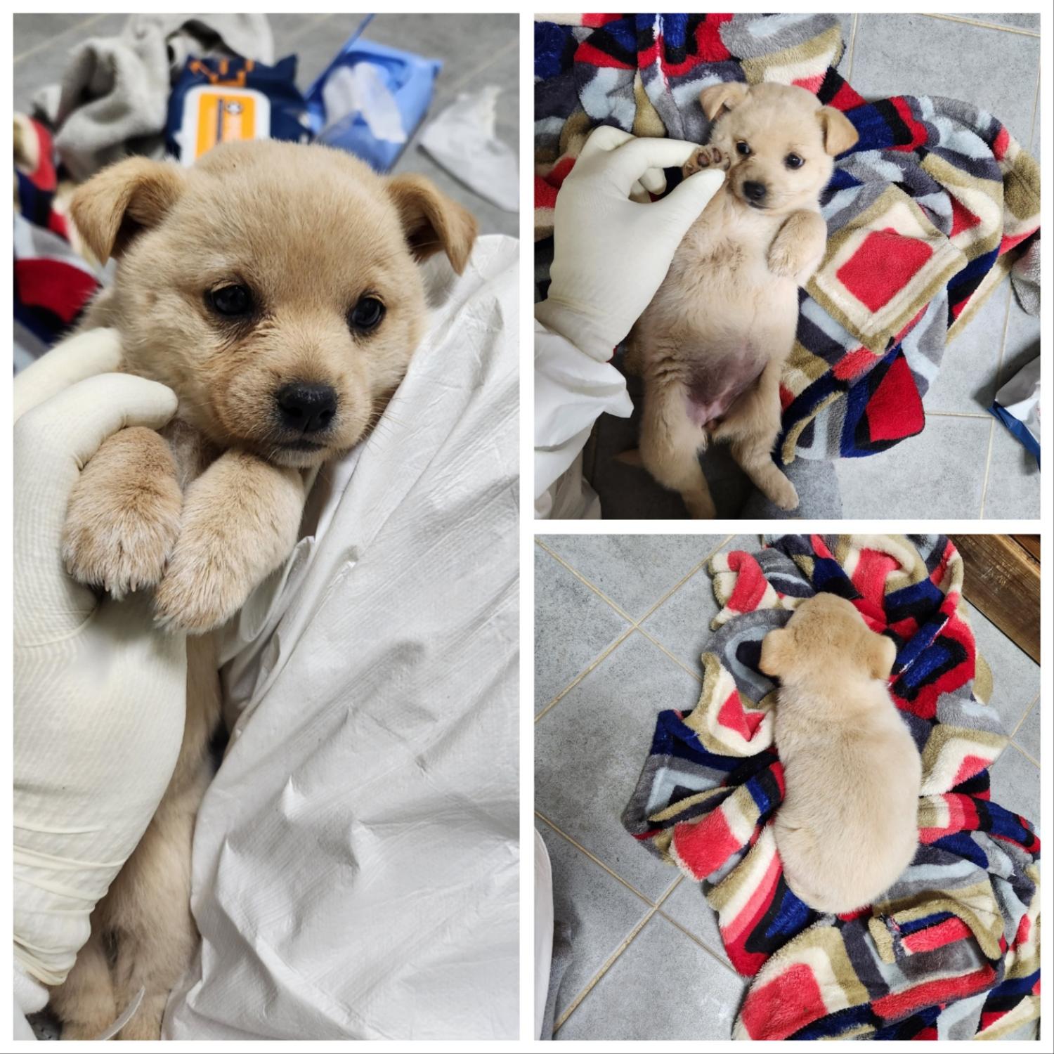 당진시동물보호소_444568202300157